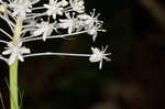 Eastern turkeybeard